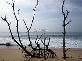 海灘,熱帶,斯里蘭卡