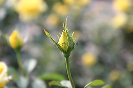 玫瑰花蕾,芽,花