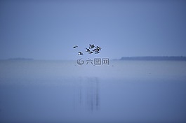 鸟在性状,也许海鸥,鸟类