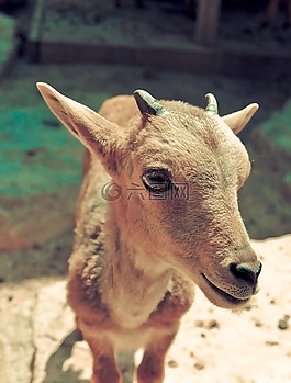 動物,自然,山羊