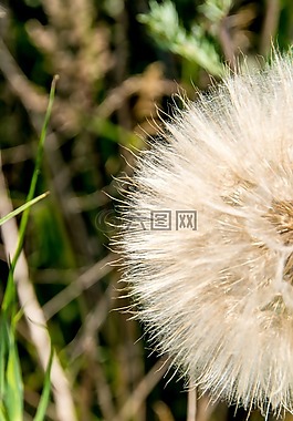 陽光,打擊,公園