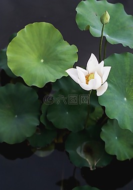 綠色,葉,植物