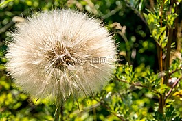 蒲公英,陽光,公園