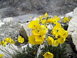 罌粟,高山,開花