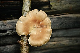 树菌,蘑菇,树上的蘑菇