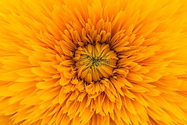 橙色,花,花瓣