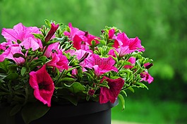 鲜花,surfinia,粉色