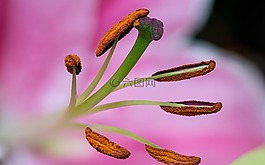 植物,自然,花