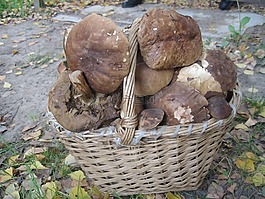 蘑菇,购物篮,白蘑菇