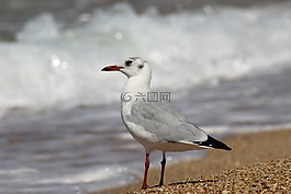 鳥,性質(zhì),生活的本質(zhì)