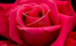 粉紅色,花瓣,玫瑰