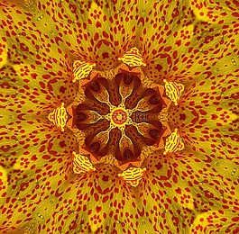 萬花筒,圖片,轉型