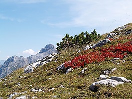 高山,鷹,山