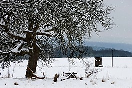 冬天,雪,寒冬