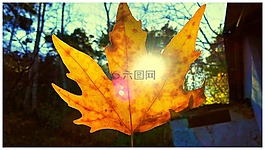 葉子,太陽能,性質