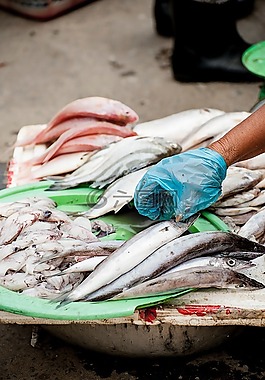 魚(yú),海鮮,魷魚(yú)