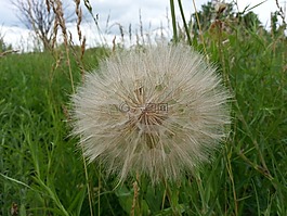 蒲公英,自然,植物區(qū)系