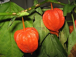 酸漿,水果,紅色
