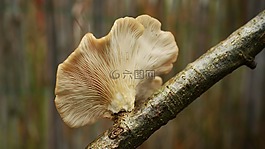 树菌,蘑菇,树上的蘑菇