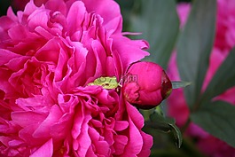 青蛙,牡丹,花