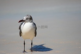 鳥,鴿子,斯奎