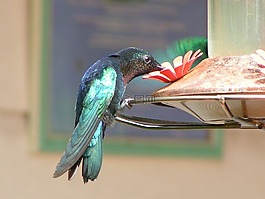 蜂鳥,鳥,花