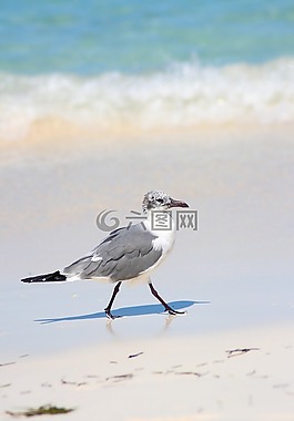 海鷗,鷗,海