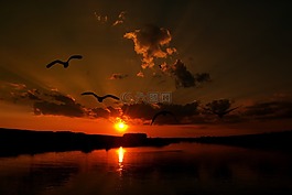 日落,云,鳥