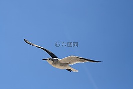 飛行,鳥,海
