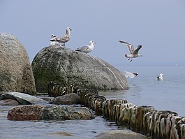 海鸥,海,心情