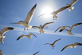 飛行,鳥,海