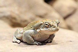 蟾蜍,青蛙,動物