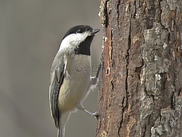 鳥,野生動物,自然