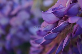 花,藍色,甘氨酸