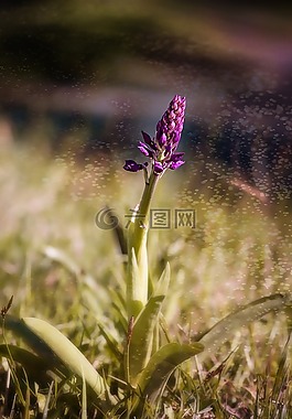 蘭花,性質(zhì),廠
