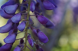甘氨酸,花,藍色