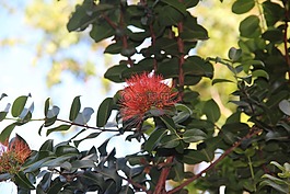 花,熱帶,自然