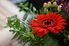 gerbie,花,红色