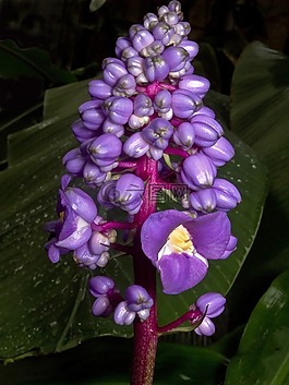 dichorisandra thyrsiflora,花,植物