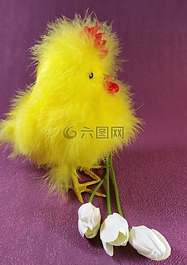 復活節(jié),小雞,雞