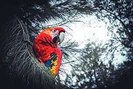 鳥,性質(zhì),鋼筆