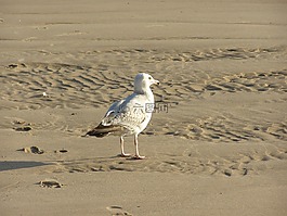 海鷗,鳥,海