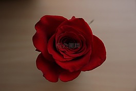 玫瑰,關(guān)于,地板
