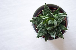 多汁,仙人掌,植物