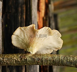 树菌,蘑菇,树上的蘑菇