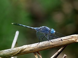 diplacodes trivialis,蜻蜓,昆虫