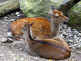 獐鹿,野生,哺乳動(dòng)物