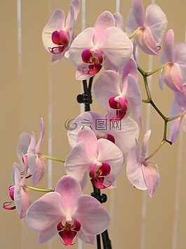 蘭花,粉紅色,花