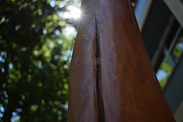 太陽(yáng),部落,木