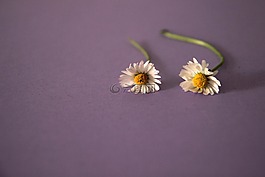 雛菊,紫羅蘭色,花